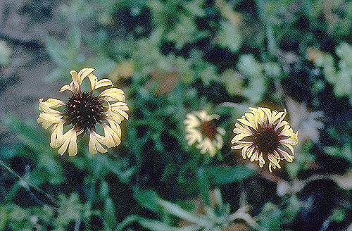 Gaillardia aestivalis